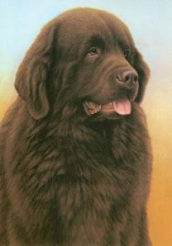 Just Dogs - Brown Newfoundland - Print