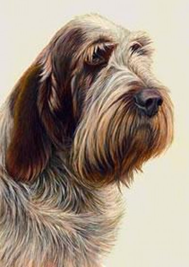 Just Dogs - Brown Roan Italian Spinone