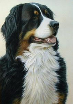 Just Dogs - Bernese Mountain Dog - Print