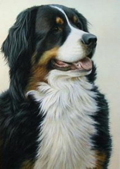 Just Dogs - Bernese Mountain Dog Just Dogs - Bernese Mountain Dog