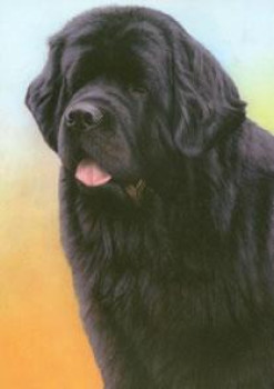 Just Dogs - Black Newfoundland - Dark Wood Framed