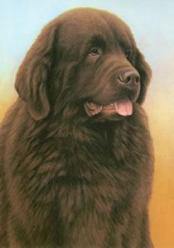 Just Dogs - Brown Newfoundland - Dark Wood Framed