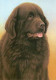 Just Dogs - Brown Newfoundland - Framed