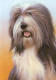 Just Dogs - Bearded Collie - Dark Wood Framed