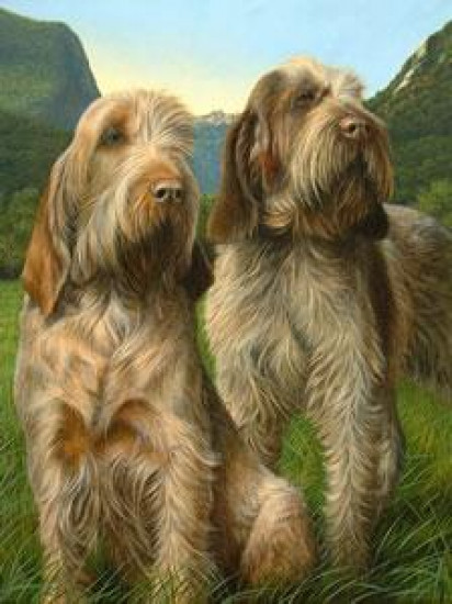 Latin Spirit - Spinone - Print