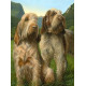 Latin Spirit - Spinone - Print