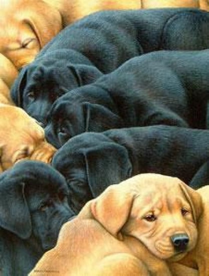 Flat Pack (Labrador Puppies) Flat Pack (Labrador Puppies)