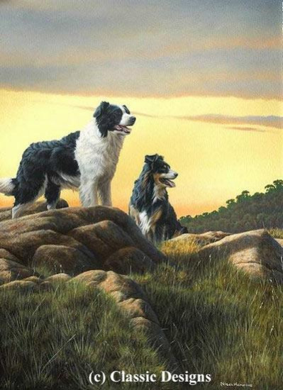 Border Lands - Border Collies