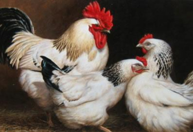 Chickens - Original - Dark Wood Framed