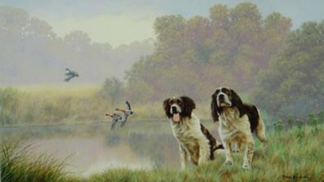 Watersports - Springer Spaniel