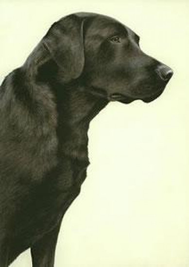 Just Dogs - Black Labrador