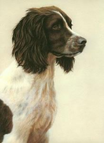 Just Dogs - Liver and White English Springer Spaniel