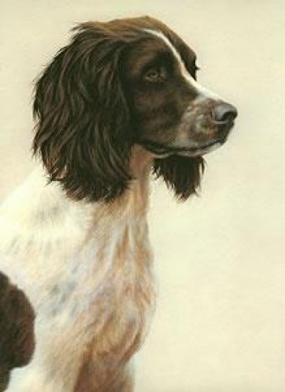 Just Dogs - Liver & White English Springer Spaniel