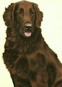 Just Dogs - Liver Flat Coated Retriever - Print