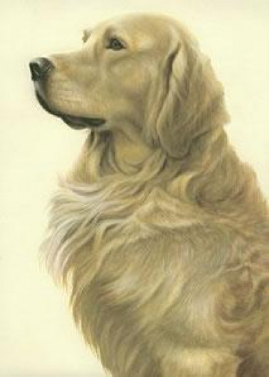 Just Dogs - Golden Retriever