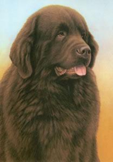 Just Dogs - Brown Newfoundland - Original - Framed