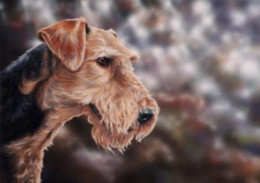 Airedale Terrier - Print only