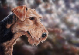 Airedale Terrier - Print only