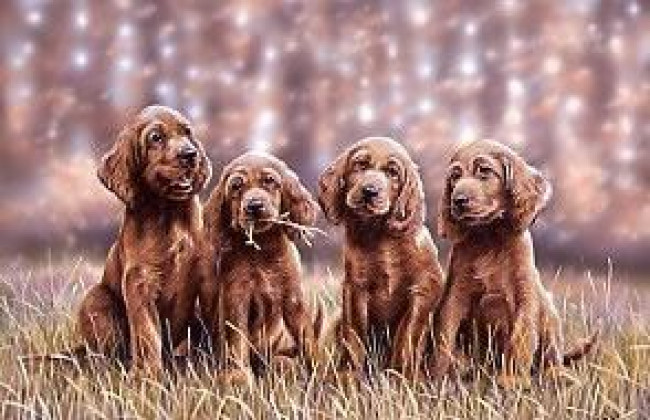 Setting Pretty - Irish Setters - Print