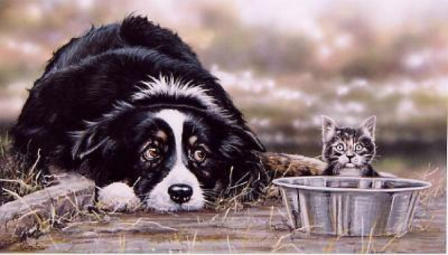 Collie Troubles - Print Collie Troubles - Print