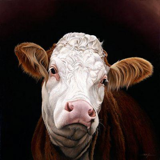 Madge - Pedigree Simmental Cow