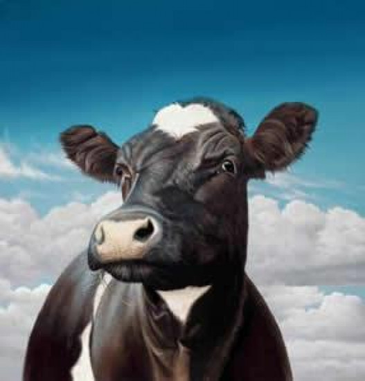 Camilla - Cow
