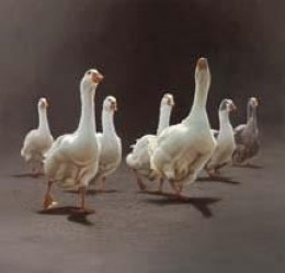 Return Of The Seven - Ducks - Mounted