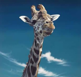 Jarvis - Giraffe - Mounted