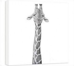 Dizzy Heights - Giraffe - Box Canvas