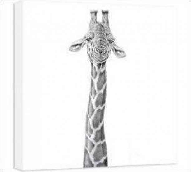 Dizzy Heights - Giraffe