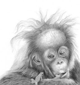 Nice Hair Baby - Orangutan - Mounted
