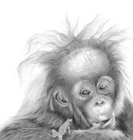 Nice Hair Baby - Orangutan - Mounted