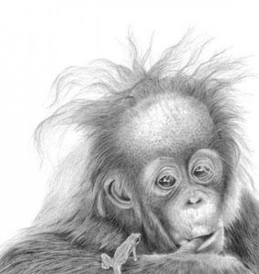 Nice Hair Baby - Orangutan
