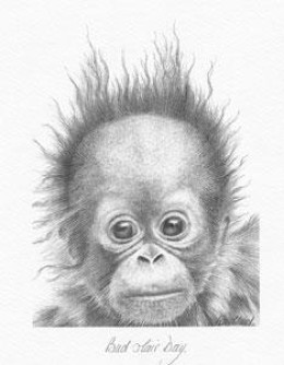 Bad Hair Day - Orangutan - Mounted