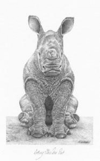 Sitting This One Out - Rhino - Mounted Sitting This One Out - Rhino - Mounted
