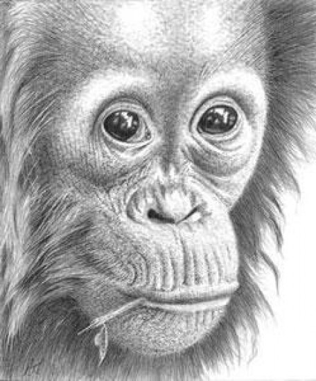 Thinking Of You - Orangutan