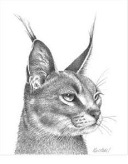 Caracal