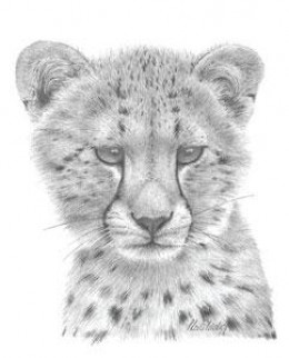 Cheetah Study - Mounted