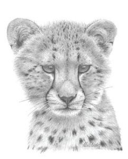 Cheetah Study