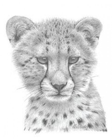 Cheetah Study - Mounted Cheetah Study - Mounted