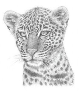 Leopard Study - Mounted