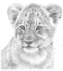 Lion Study - Mounted