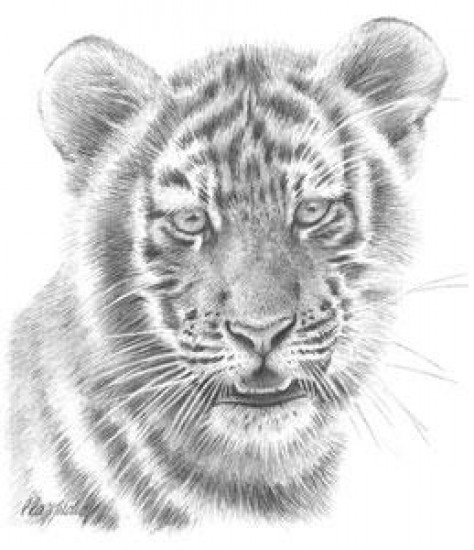 Tiger Study - Mounted