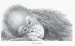 Daydreamer - Orangutan - Mounted