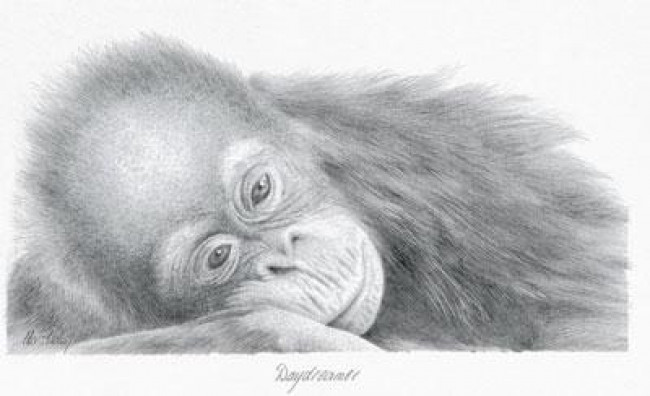 Daydreamer - Orangutan - Mounted