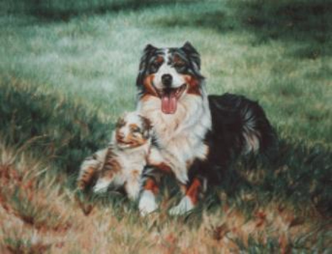 Austrailian Sheepdog