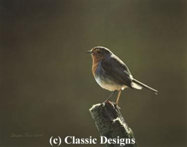 Morning Glory - Robin - Print