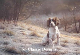 Dash - Springer Spaniel