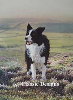 Look Sharp - Border Collie - Print