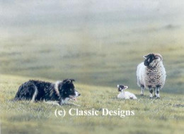 Steady Boy - Border Collie & Sheep - Print